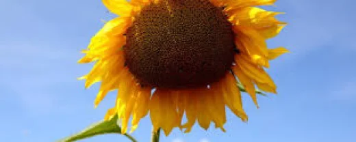 Spnnenblume