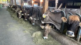 Landwirtschaftspraktikum Kühe