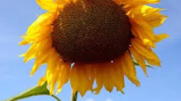 Spnnenblume