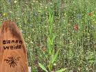 Bienenweide Projekt Der 2 Klasse 2025 2026