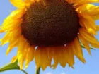 Spnnenblume