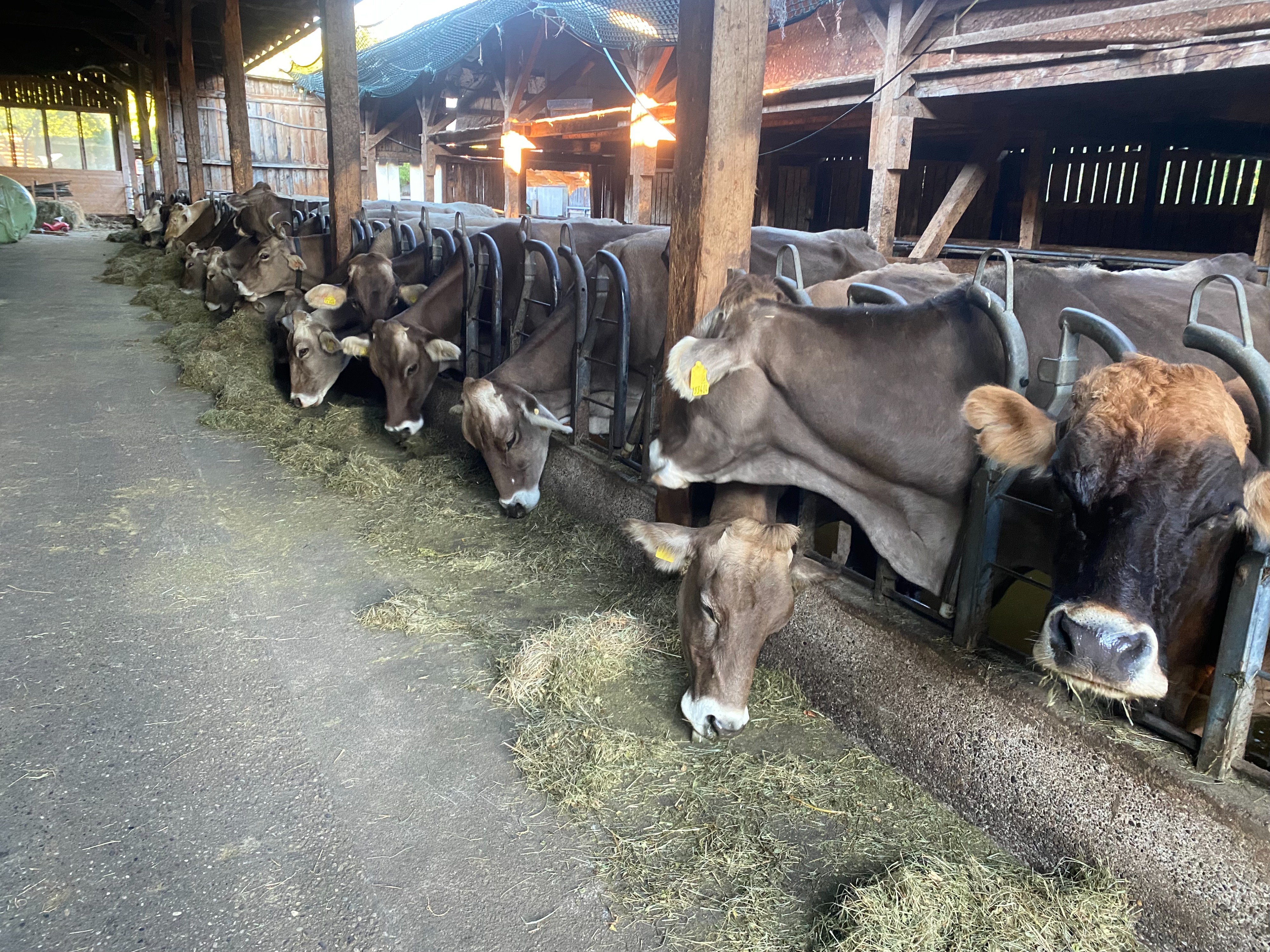 Landwirtschaftspraktikum Kühe