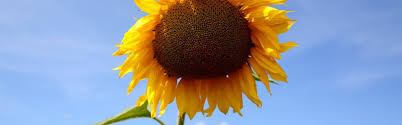 Spnnenblume